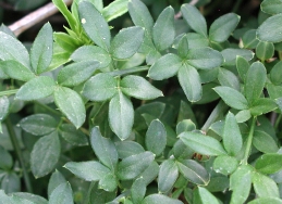 Foliage of winter jasmine