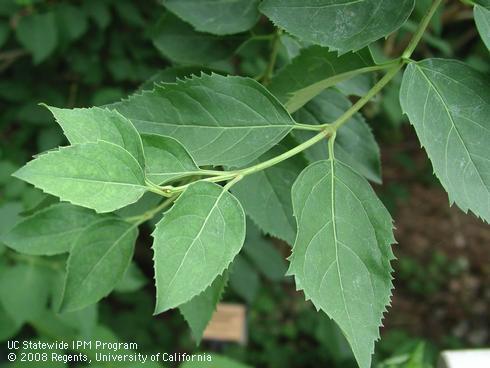 Foliage of Lynwood gold forsythia, <I>Forsythia x intermedia</I> 'Lynwood'.