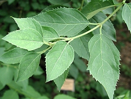 Foliage of forsythia