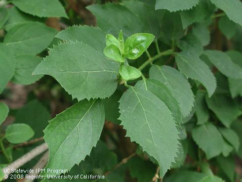 Foliage of Lynwood gold forsythia, <I>Forsythia x intermedia</I> 'Lynwood'.