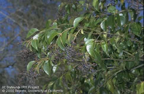 Privet fruit and foliage.