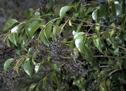 Privet fruit and foliage