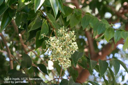 Fruit and foliage of privet, <i>Ligustrum japonicum.</i>.