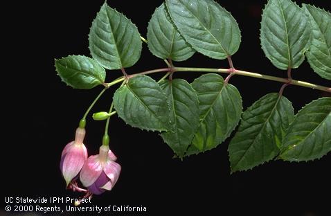 Fuchsia foliage and flowers.