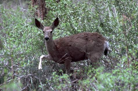 Mule deer adult.