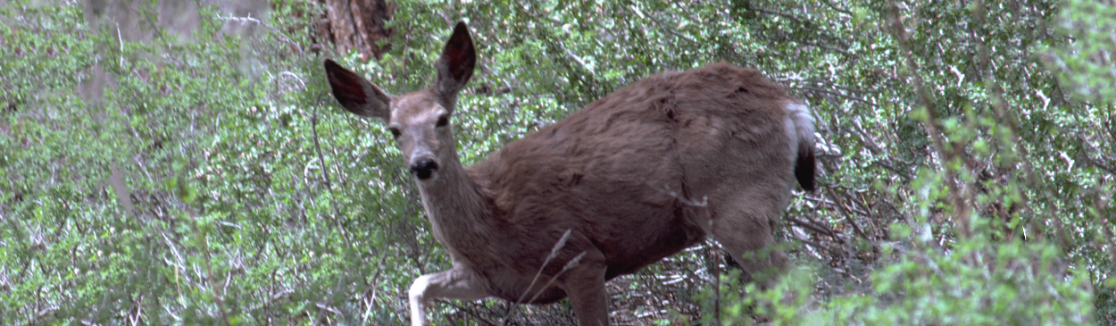 Mule deer.