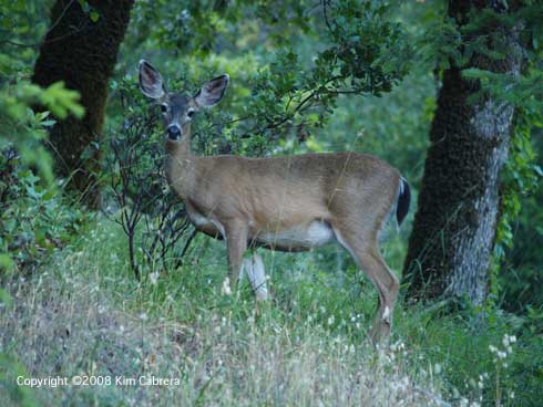 Adult female blacktailed deer, <i>Odocoileus hemionus</i>.