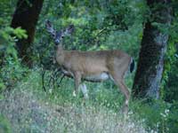 Blacktailed deer doe.