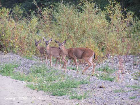 Adult female black-tailed deer and two fawns.