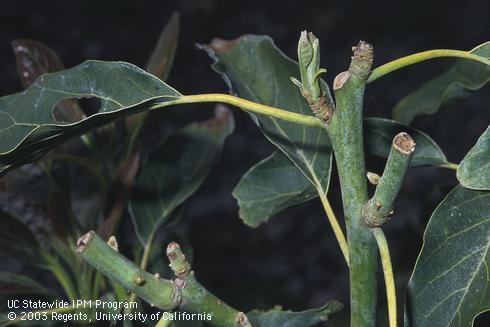 Young avocado shoots chewed by mule deer, <I>Odocoileus hemionus.</I>  .