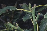 Young avocado shoots chewed by mule deer