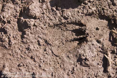 Hoof print left by a mule deer, <I>Odocoileus hemionus.</I>.