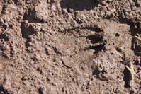 Deer hoof print