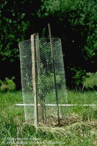 Protect young trees with a wire fence.