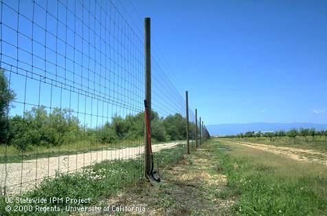 This wire mesh fence is over 8 feet tall to keep deer from invading the young almond orchard.