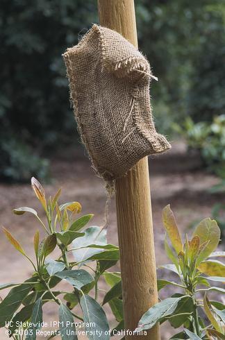 Burlap pouch containing blood meal hung on an avocado planting stake to repel mule deer, <I>Odocoileus hemionus.</I> .