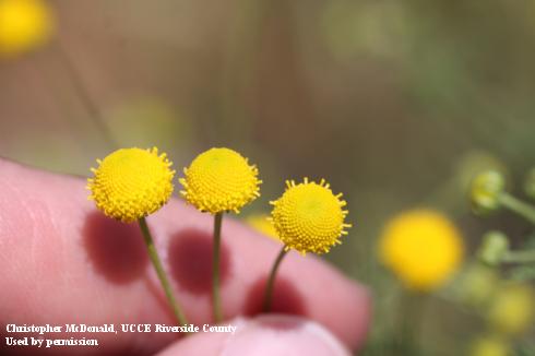 Individual stinknet flowers.