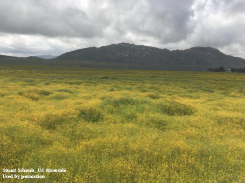 A large field of stinknet in bloom covering hundreds of acres in Perris, California. 