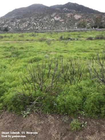 Infestation of stinknet, <i>Oncosiphon pilulifer</i>, growing in a recently burned area. 