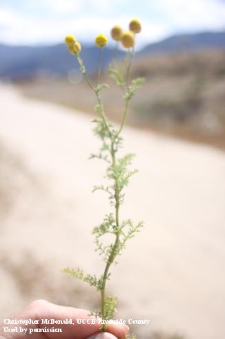 A tall and upright stinknet individual. Larger plants may be wider and with more branches. 