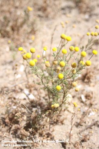 Several stinknet plants growing together. 