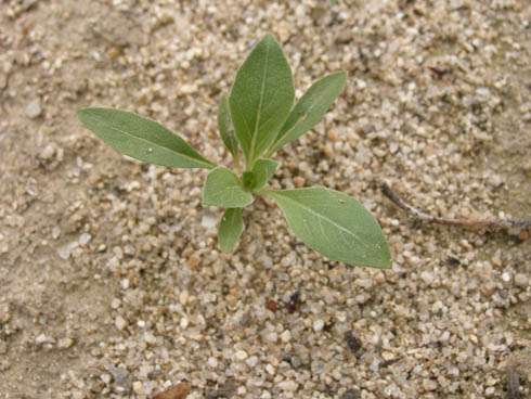 Young plant of cutleaf eveningprimrose, <I>Oenothera laciniata,</I> showing seed leaves and first six true leaves.