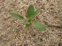 Cutleaf evening primrose seedling