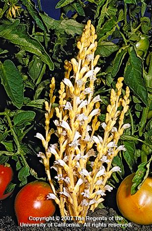 Branched broomrape    Credit: Joseph M. DiTomaso