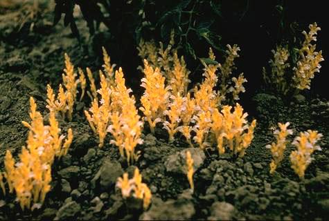 Mature plant showing upright, yellowish-orange spike devoid of chlorophyll, with flowers; . Credit: Steve Wilhelm