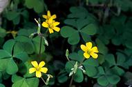 Creeping woodsorrel