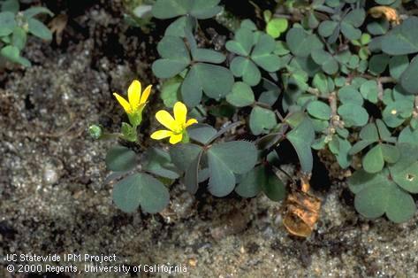 Creeping woodsorrell infesting a nursery container.