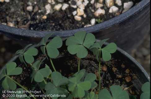 Creeping woodsorrell infesting a nursery container.