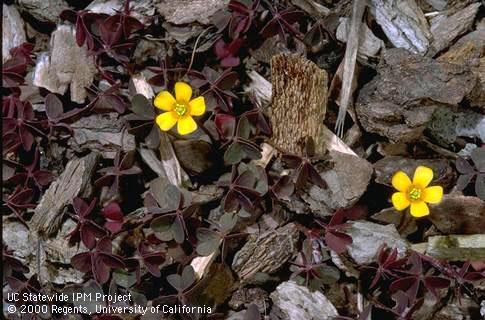 Mature plant of oxalis, <I>Oxalis corniculata</I><TT>.</TT>.