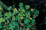 Creeping woodsorrel