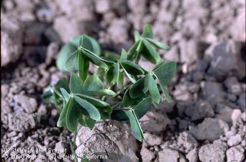 Creeping woodsorrel (yellow oxalis) seedling, <I>Oxalis corniculata</I><TT>.</TT>.