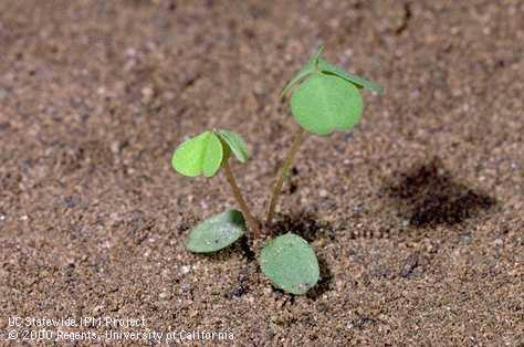 Creeping woodsorrel seedling, yellow oxalis seedling, <I>Oxalis corniculata</I><TT>.</TT>.