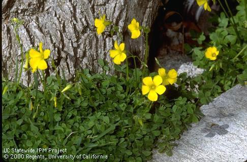 Buttercup oxalis flower, <I>Oxalis pes-caprae</I><TT>.</TT>.