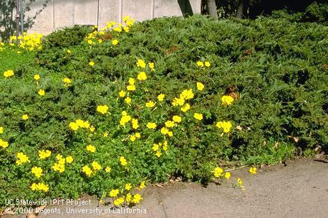 Infestation of buttercup oxalis.