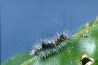 Larva of western tussock moth.