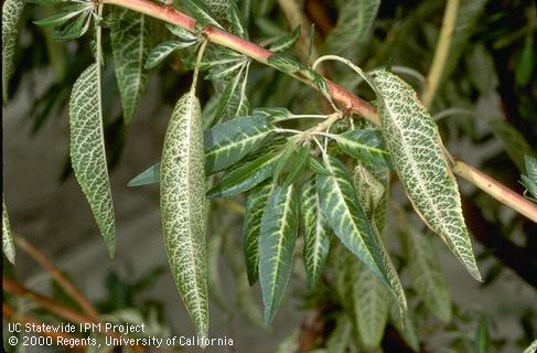 Chlorotic veins (vein clearing) in almond leaves caused by root exposure to excess, soil-applied, preemergence herbicide (norflurazon).