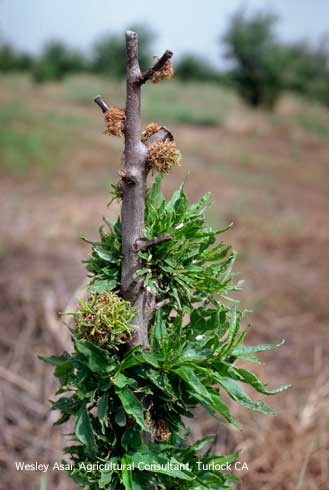 Undersized leaves, shortened internodes, and stunted shoot terminals on new spring growth of almond exposed to glyphosate (Roundup) herbicide during late-summer or fall.