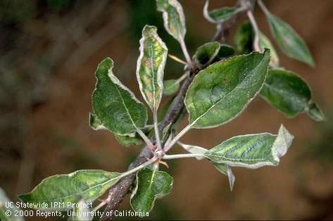 Foliage damaged by pesticide toxicity (glyphosate).