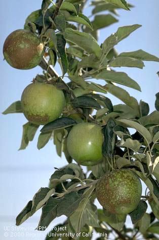 Fruit damaged by pesticide toxicity (copper).