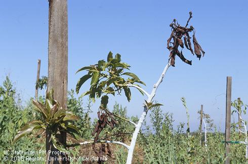 A recently planted avocado tree with shoots killed by aeration deficit, or root asphyxiation.