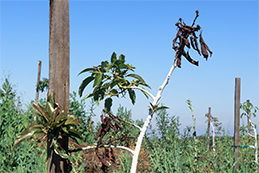 Shoot dieback from aeration deficit