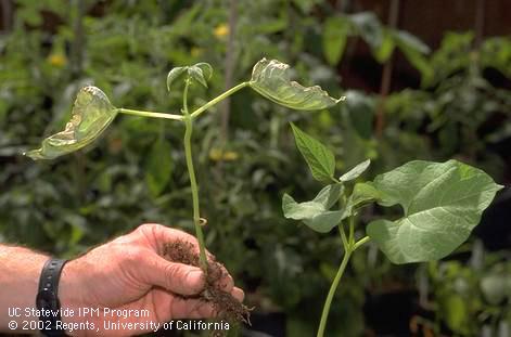 Healthy kidney bean seedling next to a seedling injured by oxyfluorfen herbicide.