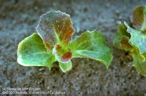 Foliage damaged by pesticide toxicity.