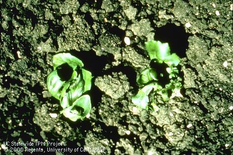 Foliage damaged by pesticide toxicity.