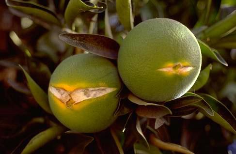 Green citrus fruit splitting from stress.