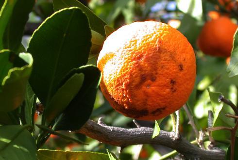 Rind disorder: brown, water-soaked blotches or dark, sunken areas on citrus fruit.